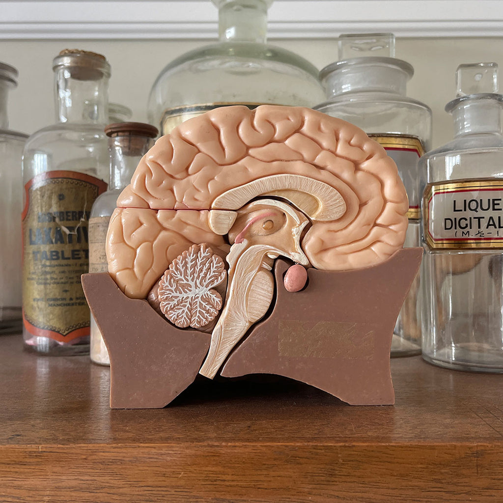 Made by Somso, this vintage Half Brain separates into 4 parts: frontal and parietal lobes, temporal and occipital lobes, medulla and cerebellum - SHOP NOW - www.intovintage.co.uk