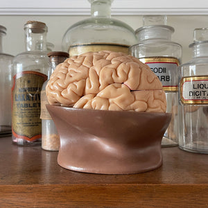 Made by Somso, this vintage Half Brain separates into 4 parts: frontal and parietal lobes, temporal and occipital lobes, medulla and cerebellum - SHOP NOW - www.intovintage.co.uk