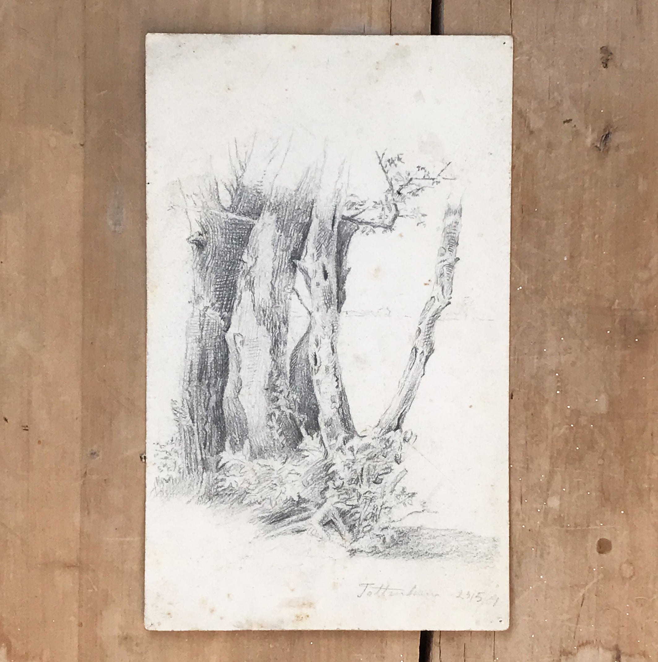 Nice pencil study of tree trunks. Signed 'Tottenham 23/5/19'. Find Art, Antique Etchings & other Antique Prints at IntoVintage.co.uk