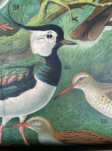 A Vintage continental canvas backed educational bird chart with some spectacular ornithological subjects. Each Bird is numbered which corrasponds to the chart below - SHOP NOW - www.intovintage.co.uk