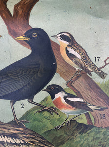 A Vintage continental canvas backed educational bird chart with some spectacular ornithological subjects. Each Bird is numbered which corrasponds to the chart below - SHOP NOW - www.intovintage.co.uk