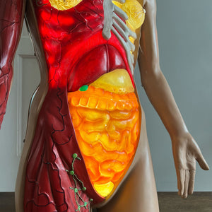 A rare (life sized) illuminated Anatomy Torso Model by Somso. Retailed in the UK by Adam Rouilly. Plug her in and her internal organs, breasts and arm veins all light up in a warm glow. Super cool and super rare - SHOP NOW - www.intovintage.co.uk