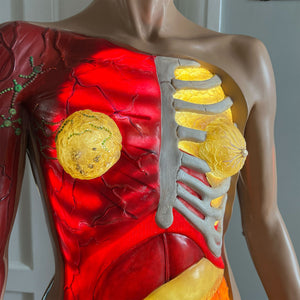 A rare (life sized) illuminated Anatomy Torso Model by Somso. Retailed in the UK by Adam Rouilly. Plug her in and her internal organs, breasts and arm veins all light up in a warm glow. Super cool and super rare - SHOP NOW - www.intovintage.co.uk