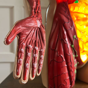 A rare (life sized) illuminated Anatomy Torso Model by Somso. Retailed in the UK by Adam Rouilly. Plug her in and her internal organs, breasts and arm veins all light up in a warm glow. Super cool and super rare - SHOP NOW - www.intovintage.co.uk