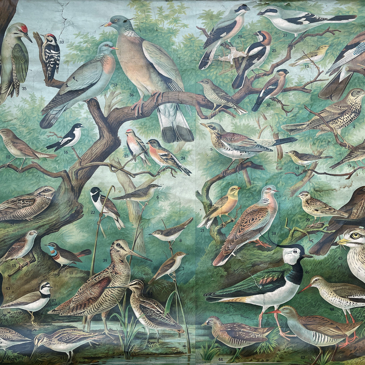 A Vintage Educational Bird Chart - IntoVintage.co.uk – Intovintage.co.uk