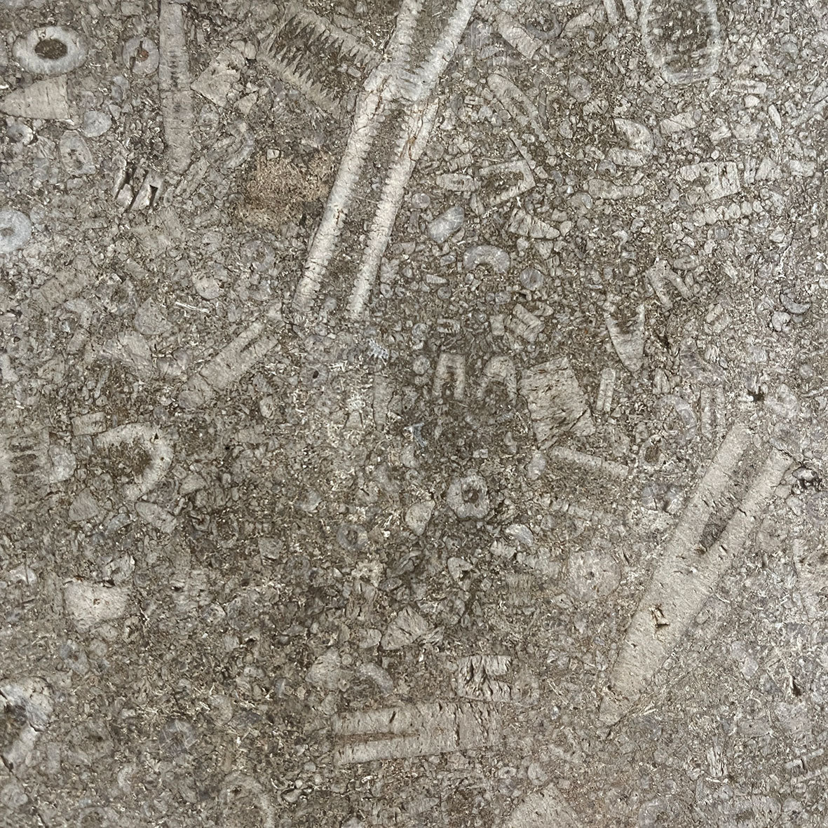 A large and beautiful slab of shaped mellow grey stone containing an abundance of orthoceras & ammonite fossils. It would have originally been atop a French Empire bombe chest of drawers - SHOP NOW - www.intovintage.co.uk