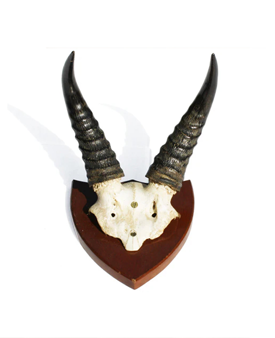 Vintage African Horns. Find this and other Beautiful Vintage items for you home at Intovintage.co.uk.