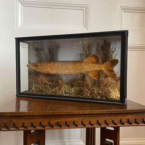 A well executed model Pike in a glass display case - SHOP NOW - www.intovintage.co.uk
