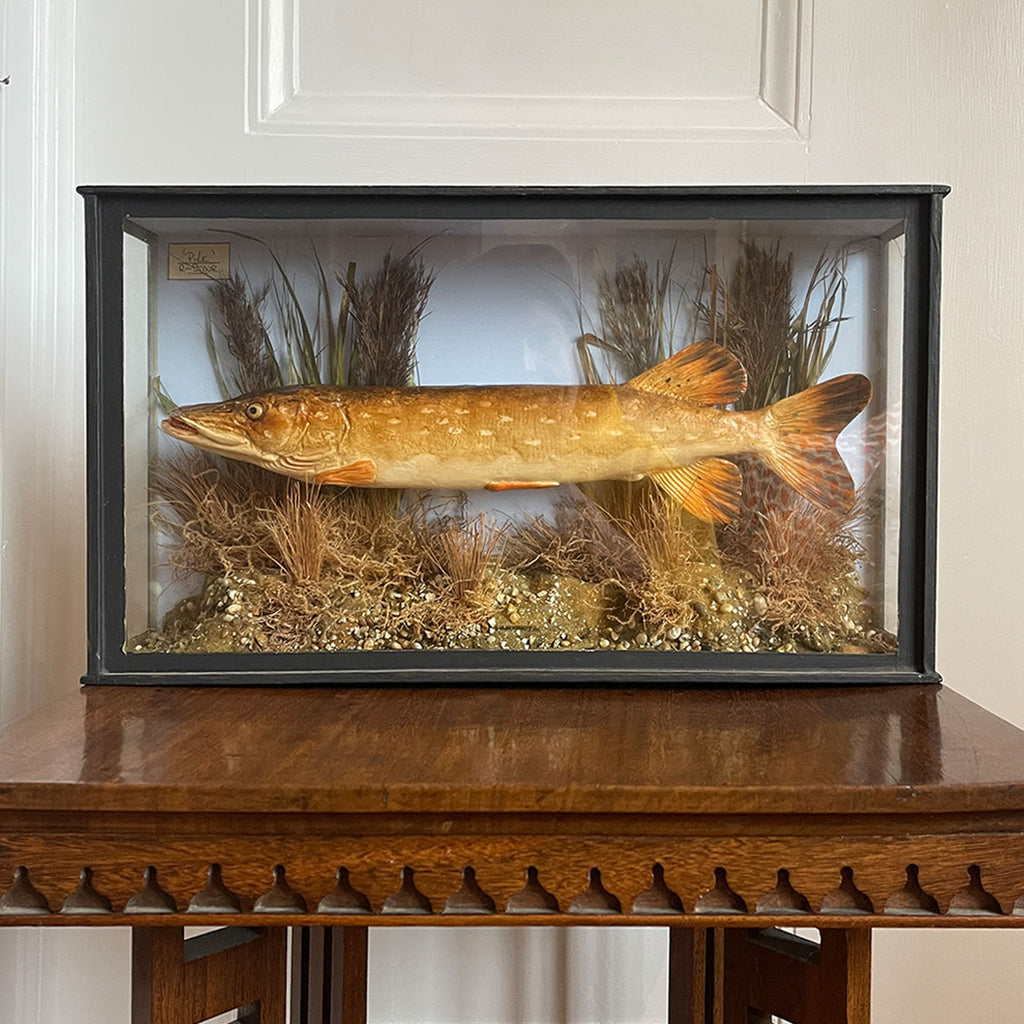 A well executed model Pike in a glass display case - SHOP NOW - www.intovintage.co.uk