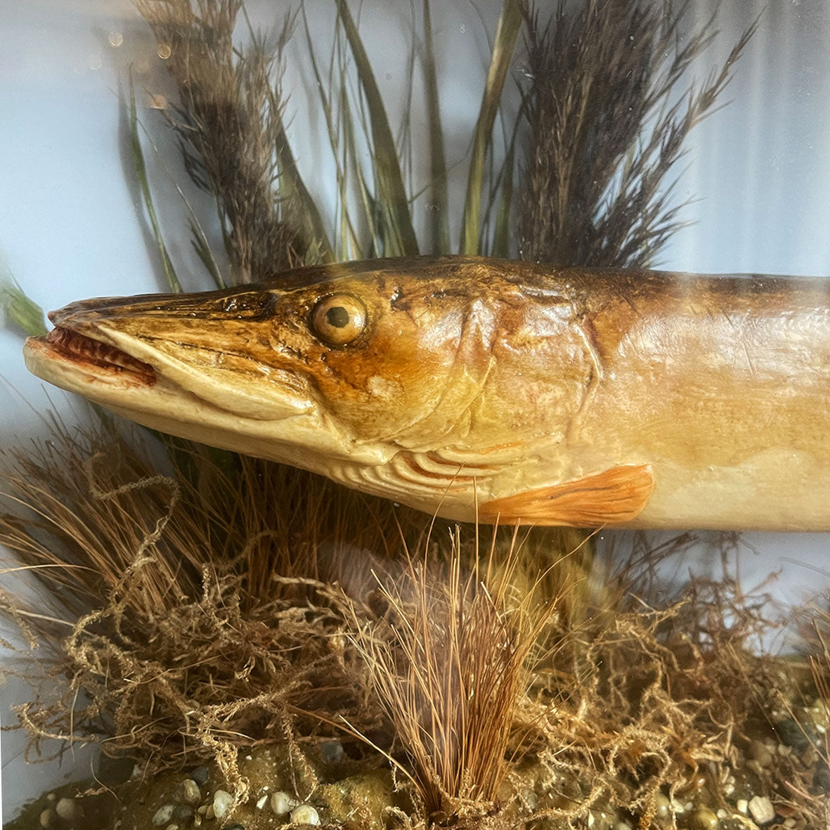A Pike Display Case - IntoVintage.co.uk – Intovintage.co.uk