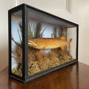 A well executed model Pike in a glass display case - SHOP NOW - www.intovintage.co.uk