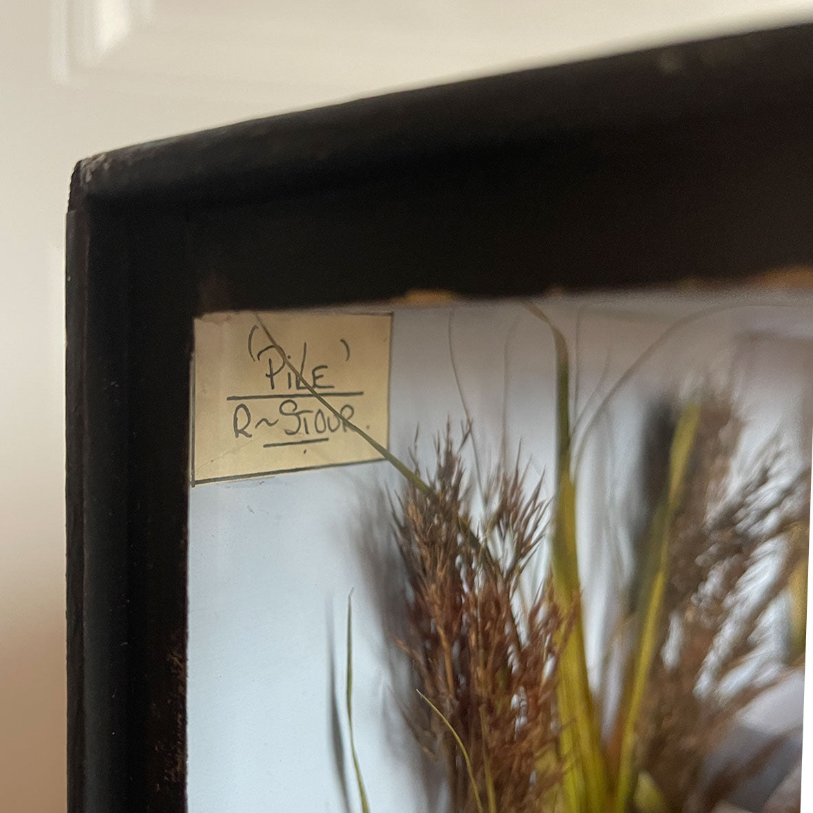A well executed model Pike in a glass display case - SHOP NOW - www.intovintage.co.uk