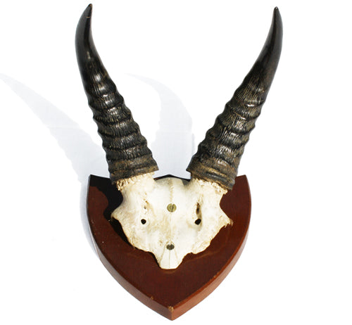 Vintage African Horns. Find this and other Beautiful Vintage items for you home at Intovintage.co.uk.