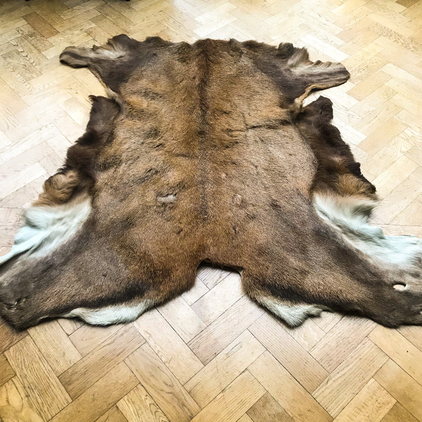 This sumptuous deer skin hide will add a touch of traditional luxury to any contemporary home. Its warm mixture of brown tones and characteristic markings will make a fabulously individual floor covering, couch drape or statement wall-piece - SHOP NOW - www.intovintage.co.uk