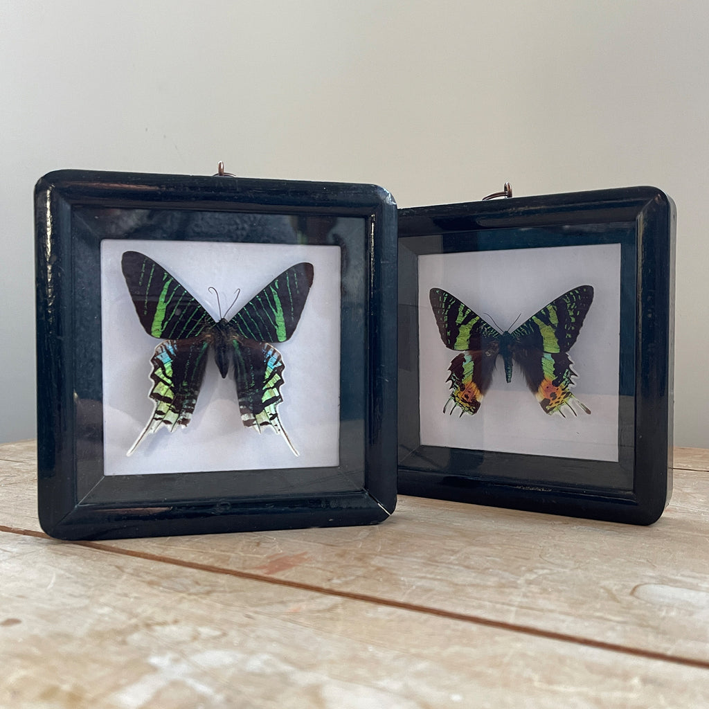 A colourful pair of Black Framed South American Butterflies - SHOP NOW - www.intovintage.co.uk