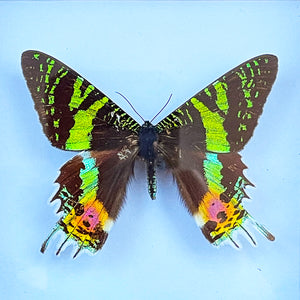 A colourful pair of Black Framed South American Butterflies - SHOP NOW - www.intovintage.co.uk