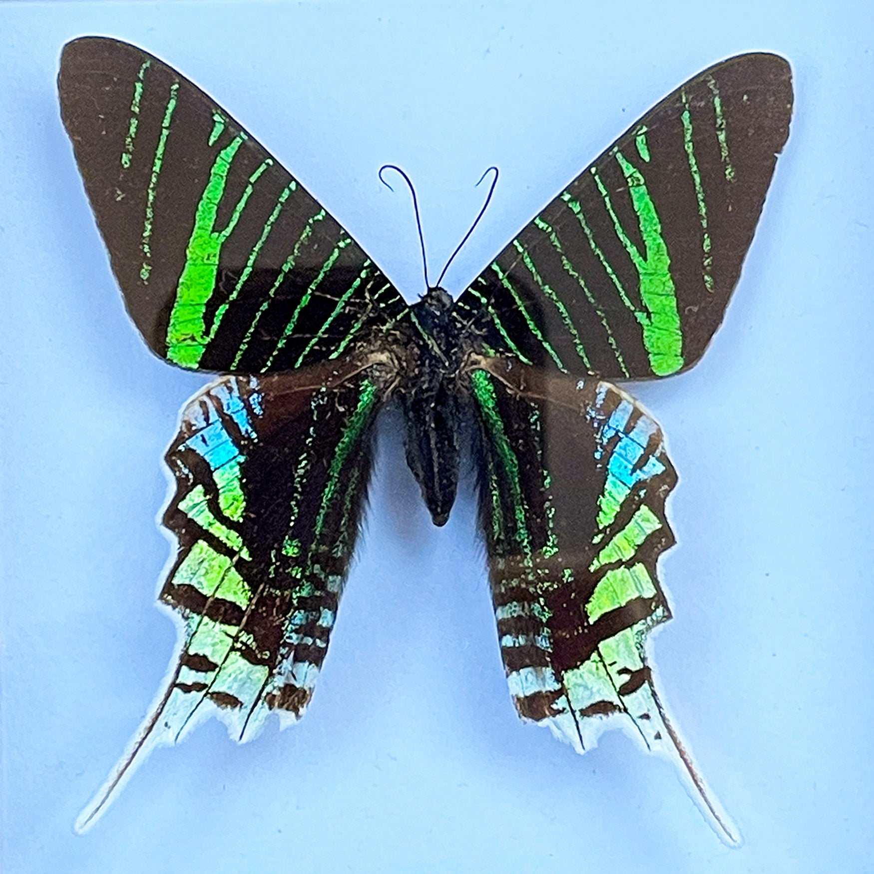 A colourful pair of Black Framed South American Butterflies - SHOP NOW - www.intovintage.co.uk