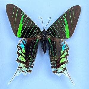 A colourful pair of Black Framed South American Butterflies - SHOP NOW - www.intovintage.co.uk