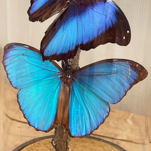 A Victorian hand-blown Glass Dome on a distressed gilt brass base containing three beautiful butterflies. Two amazing large iridescent blue butterflies and one smaller white Butterfly sit on a lichen covered branch. A very beautiful piece that changes colour throughout the day as it catches the light - SHOP NOW - www.intovintage.co.uk