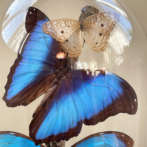 A Victorian hand-blown Glass Dome on a distressed gilt brass base containing three beautiful butterflies. Two amazing large iridescent blue butterflies and one smaller white Butterfly sit on a lichen covered branch. A very beautiful piece that changes colour throughout the day as it catches the light - SHOP NOW - www.intovintage.co.uk