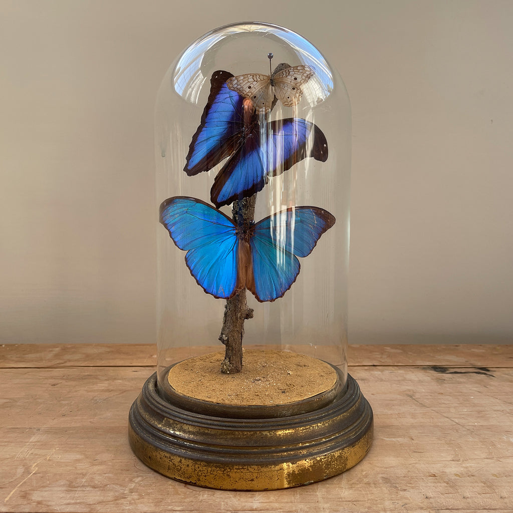 A Victorian hand-blown Glass Dome on a distressed gilt brass base containing three beautiful butterflies. Two amazing large iridescent blue butterflies and one smaller white Butterfly sit on a lichen covered branch. A very beautiful piece that changes colour throughout the day as it catches the light - SHOP NOW - www.intovintage.co.uk