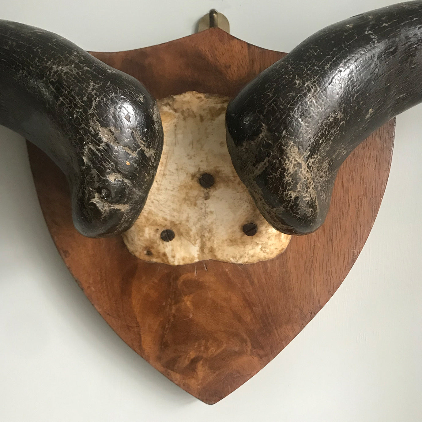 Good sized Antique Horns mounted on a thick heavy mahogany back shield - SHOP NOW - www.intovintage.co.uk