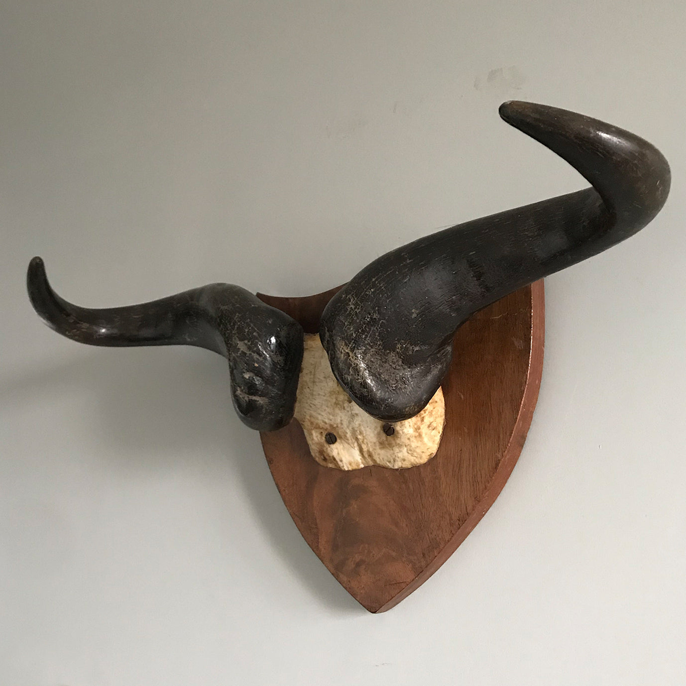 Good sized Antique Horns mounted on a thick heavy mahogany back shield - SHOP NOW - www.intovintage.co.uk