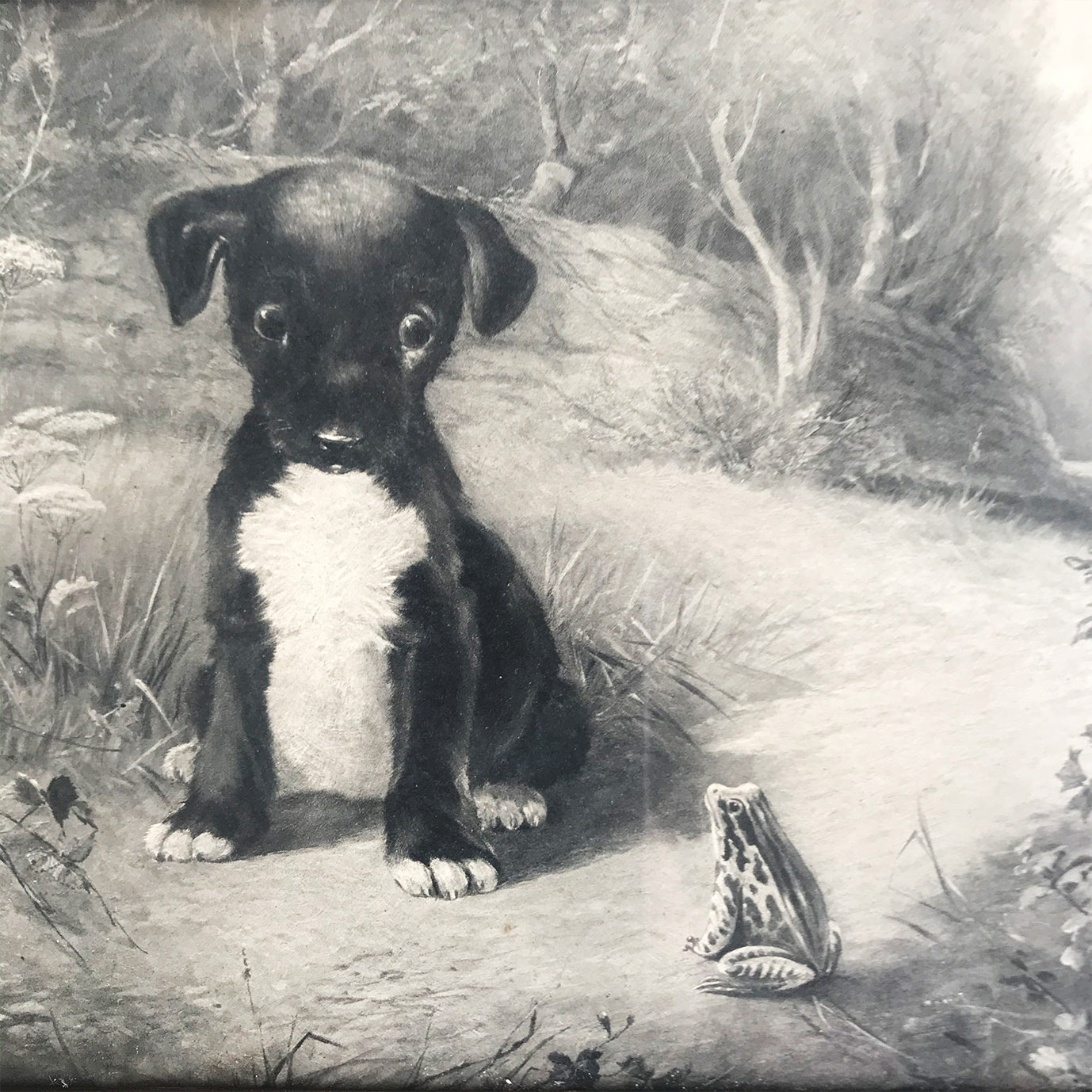 Titled 'Who's afraid?' this charming black and white print of a Dog and his Froggy pal will keep you guessing! SHOP NOW - www.intovintage.co.uk