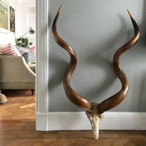 A wonderful, very large pair of the Antique African Kudu horns. Superbly formed, with twists and amazing rich warm colours. A real statement piece for any wall - SHOP NOW - www.intovintage.co.uk