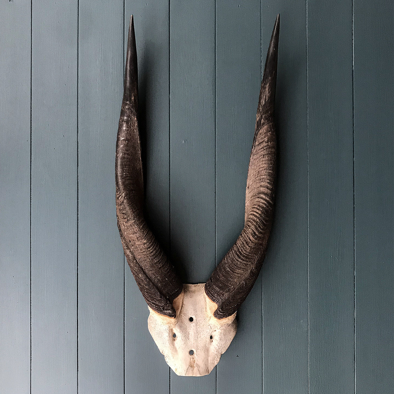 Vintage African Horns. Find this and other Beautiful Vintage items for you home at Intovintage.co.uk.