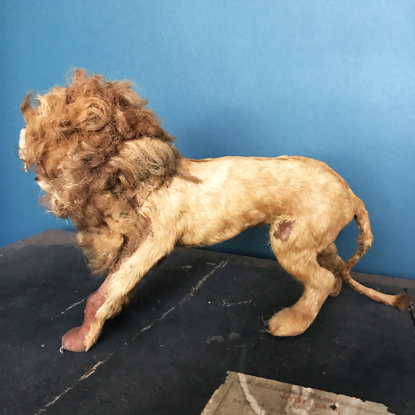 Victorian Model Lion