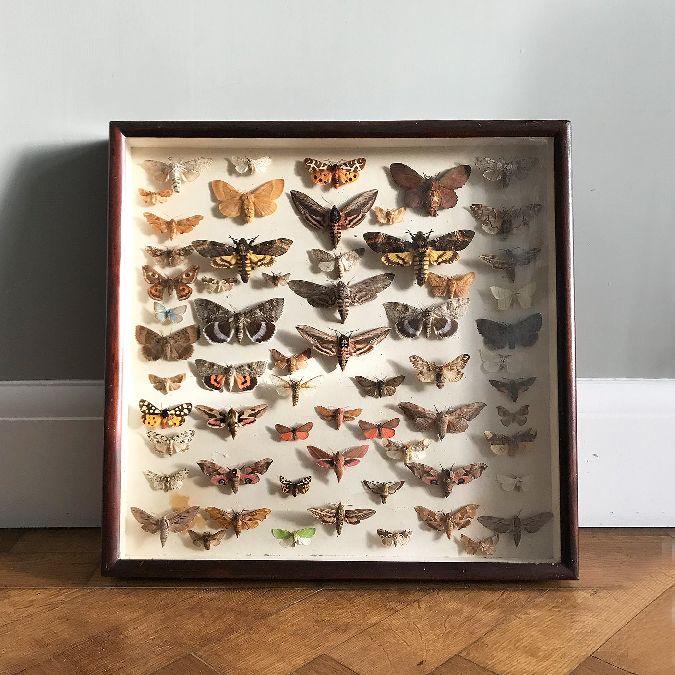 Vintage Case of Moths