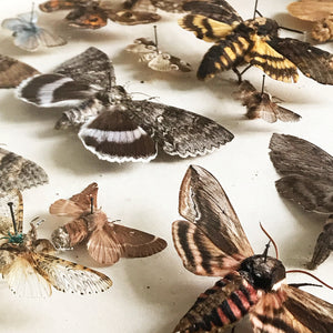 Vintage Case of Moths