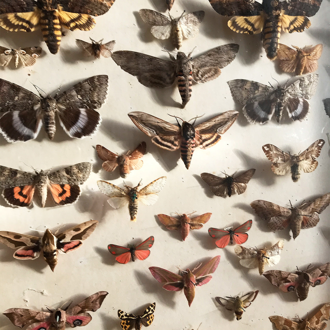 Vintage Case of Moths