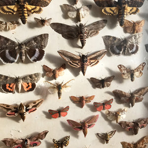 Vintage Case of Moths