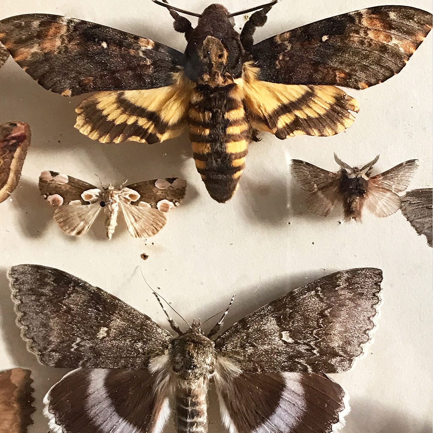 Vintage Case of Moths