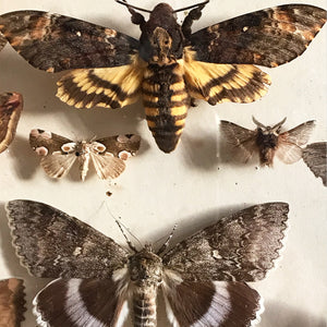 Vintage Case of Moths