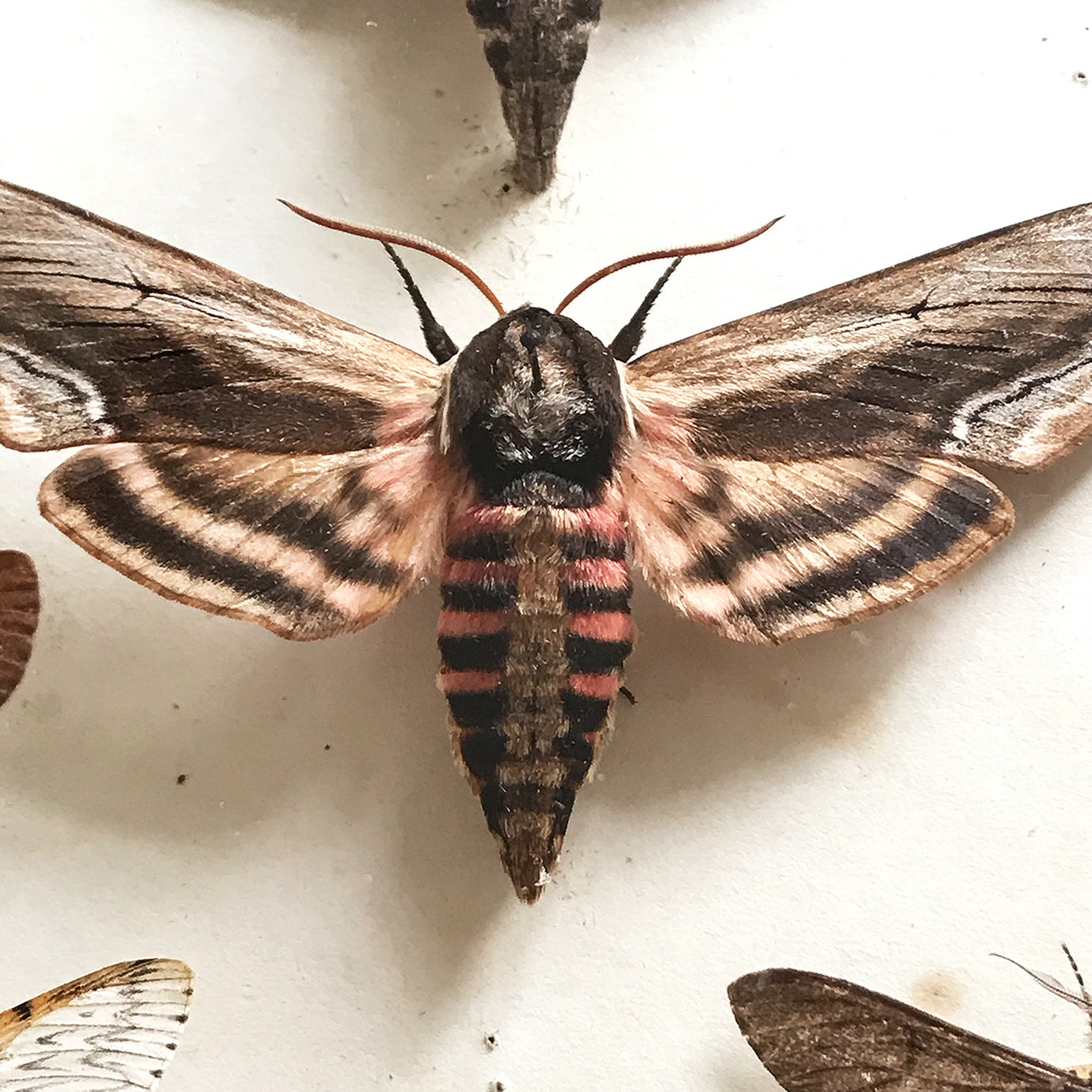 Vintage Case of Moths