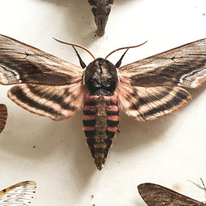 Vintage Case of Moths