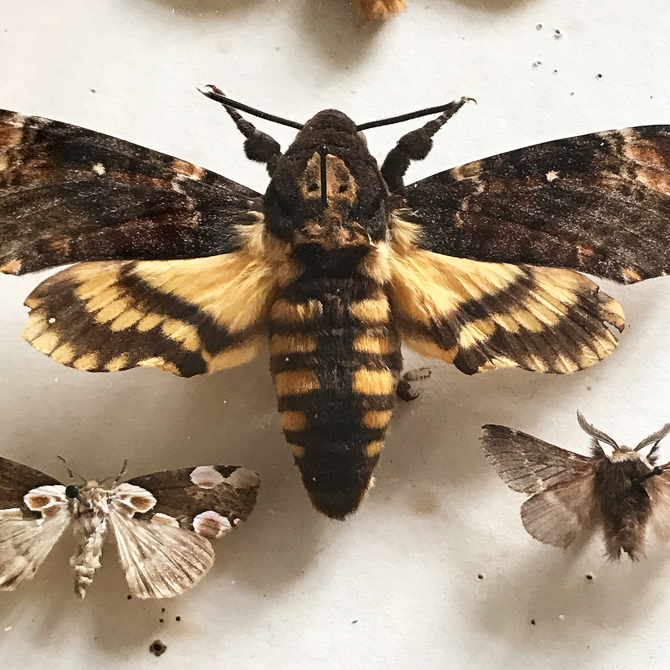 Vintage Case of Moths