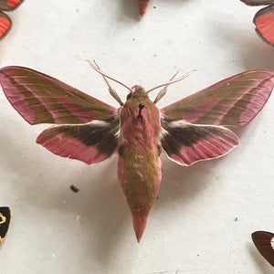 Vintage Case of Moths