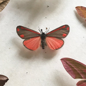 Vintage Case of Moths