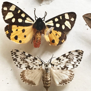 Vintage Case of Moths