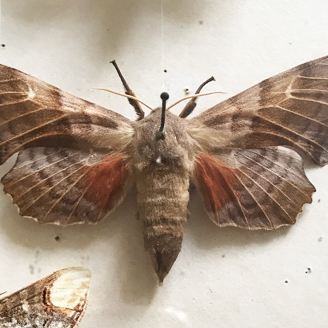 Vintage Case of Moths