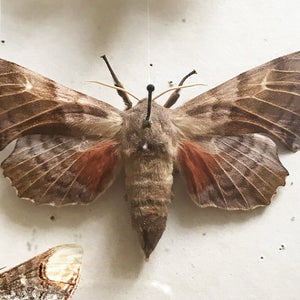 Vintage Case of Moths