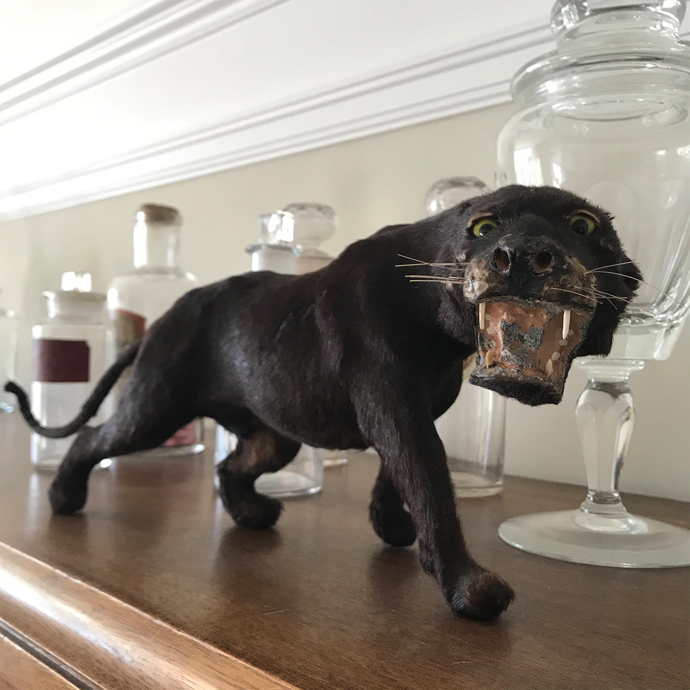 Victorian Model Panther