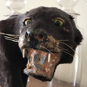A superb, sleekly modelled Victorian Black Panther. With fierce green eyes, sharp pointy fangs and fantastic whiskers. A super fierce item! - SHOP NOW - www.intovintage.co.uk