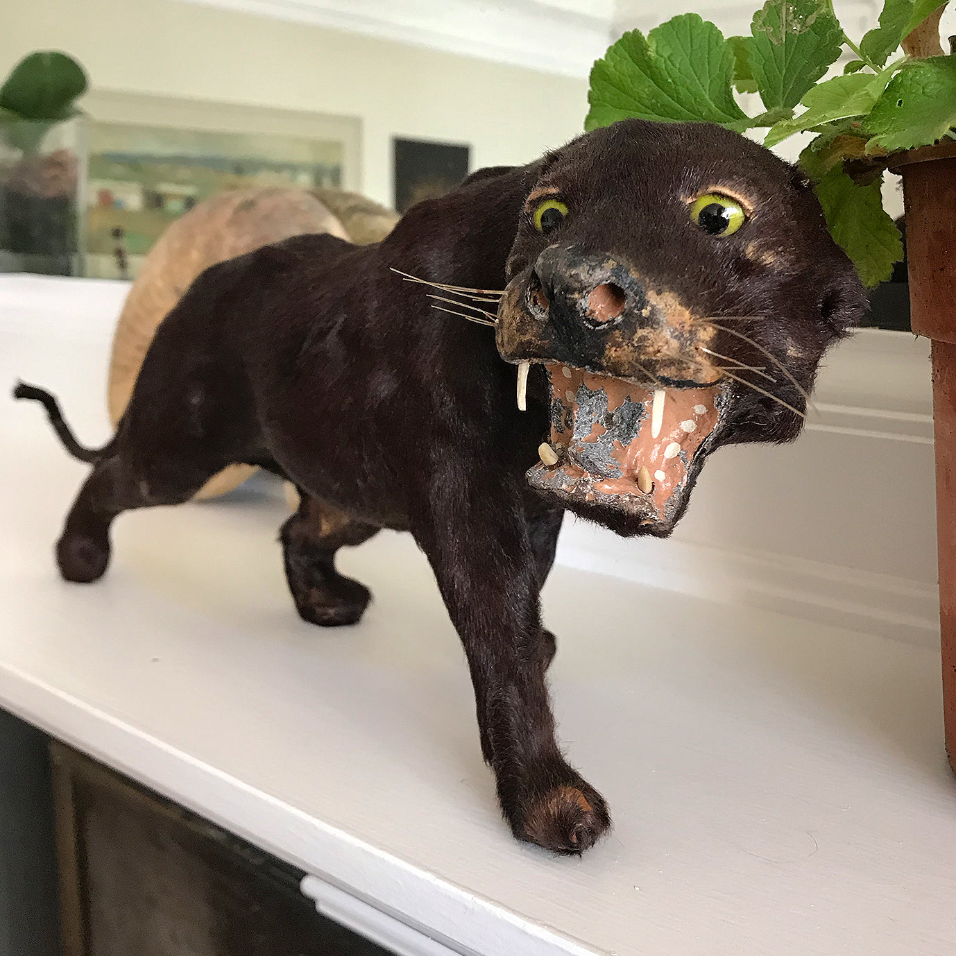 A superb, sleekly modelled Victorian Black Panther. With fierce green eyes, sharp pointy fangs and fantastic whiskers. A super fierce item! - SHOP NOW - www.intovintage.co.uk
