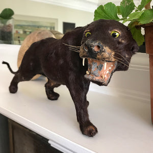 A superb, sleekly modelled Victorian Black Panther. With fierce green eyes, sharp pointy fangs and fantastic whiskers. A super fierce item! - SHOP NOW - www.intovintage.co.uk