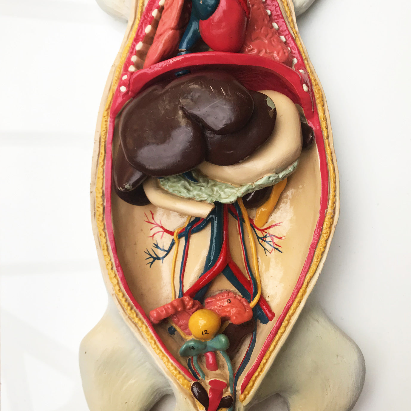 Wonderful vintage rat anatomy model made by Philip Harris Biological Ltd of England - SHOP NOW - www.intovinatage.co.uk